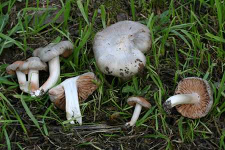 Entoloma saundersii var.hiemale Lazzari & P. Blanco ex Bell